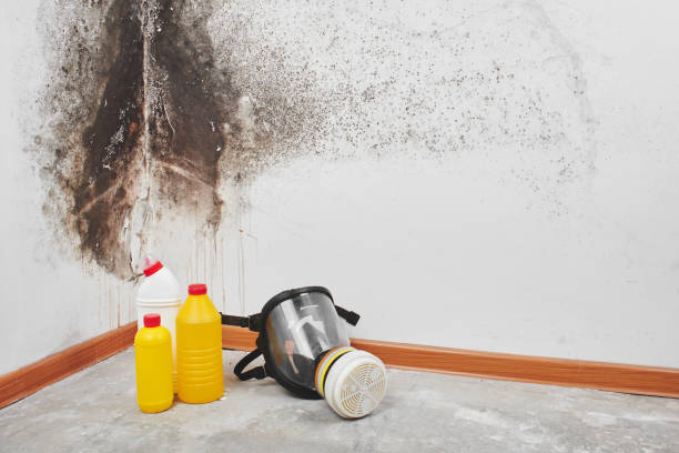 Best DIY Mold Remediation Support Services in Yuc Valley, CA