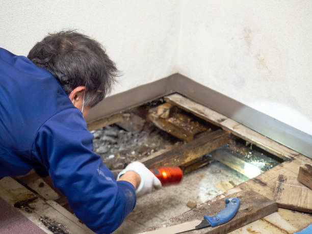 Best Industrial Mold Remediation in Yuc Valley, CA