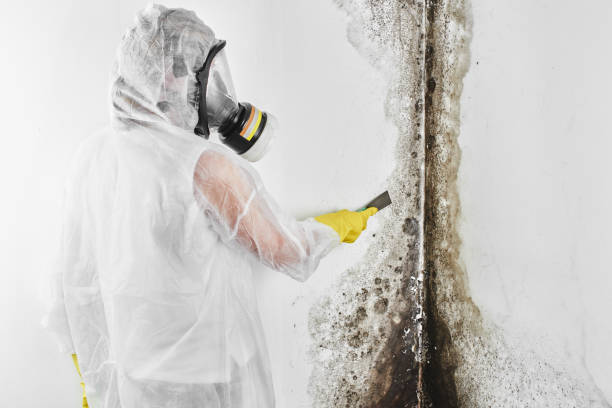 Best Bathroom Mold Remediation in Yuc Valley, CA