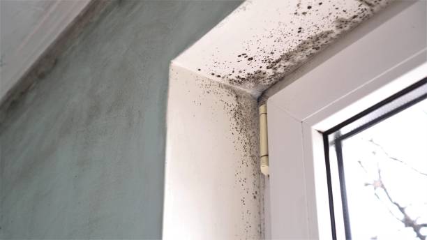 Best Residential Mold Remediation in Yuc Valley, CA