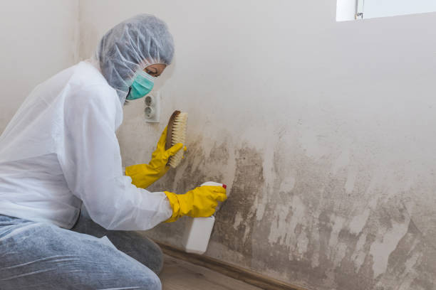 Best Post-Flood Mold Remediation in Yuc Valley, CA