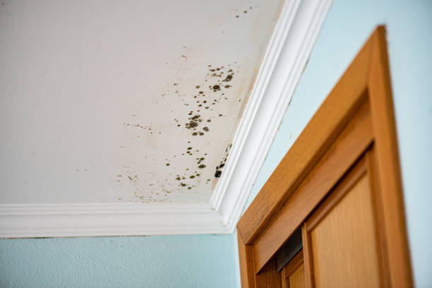 Best Commercial Mold Remediation in Yuc Valley, CA