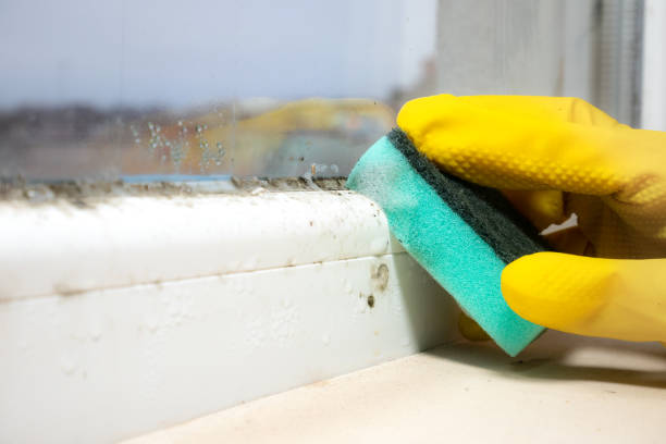 Best Emergency Mold Remediation in Yuc Valley, CA