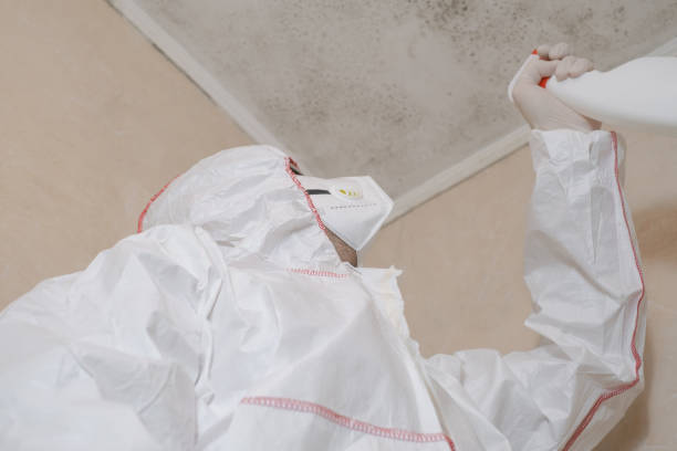 Best Industrial Mold Remediation in Yuc Valley, CA