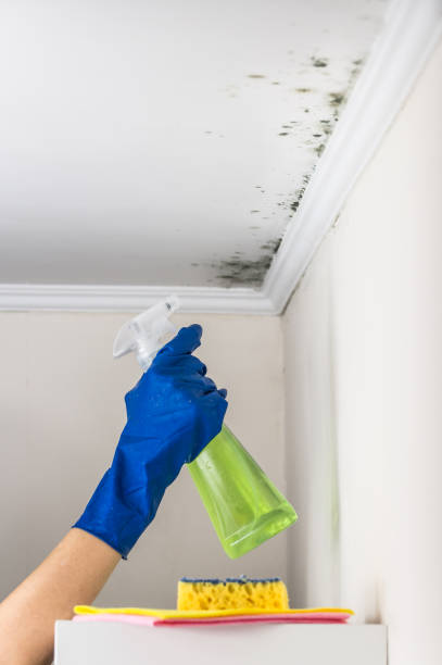 Yucca Valley, CA Mold Remediation Company